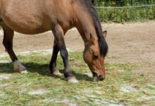Lower Limb Joints in Horses