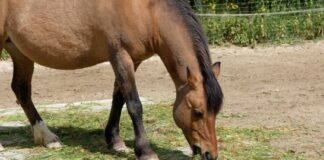 Lower Limb Joints in Horses